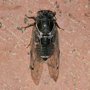 He was so big I'm surprised he didn't set off the alarm